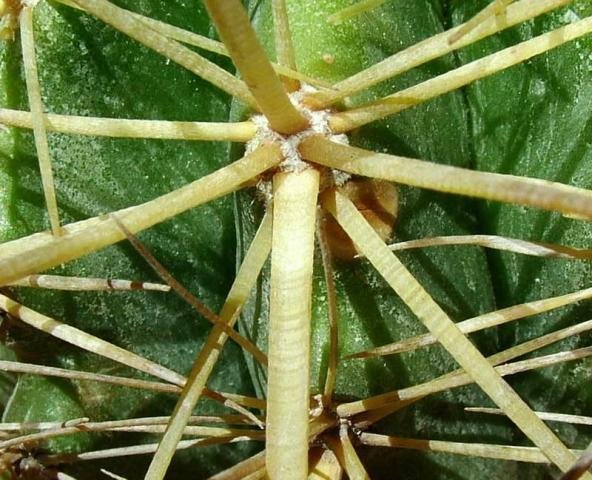 Echinocactus grussonii_12